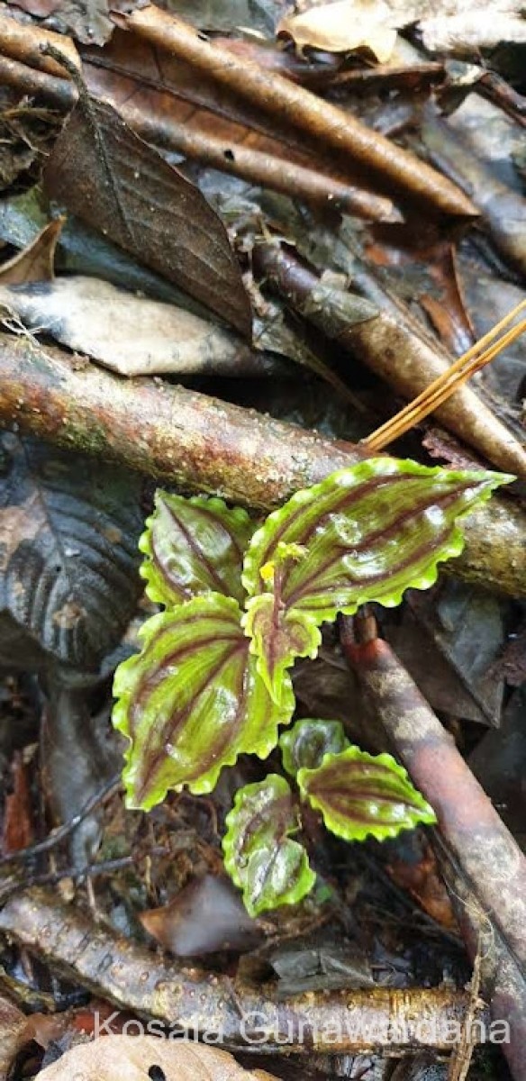 Malaxis discolor (Lindl.) Kuntze