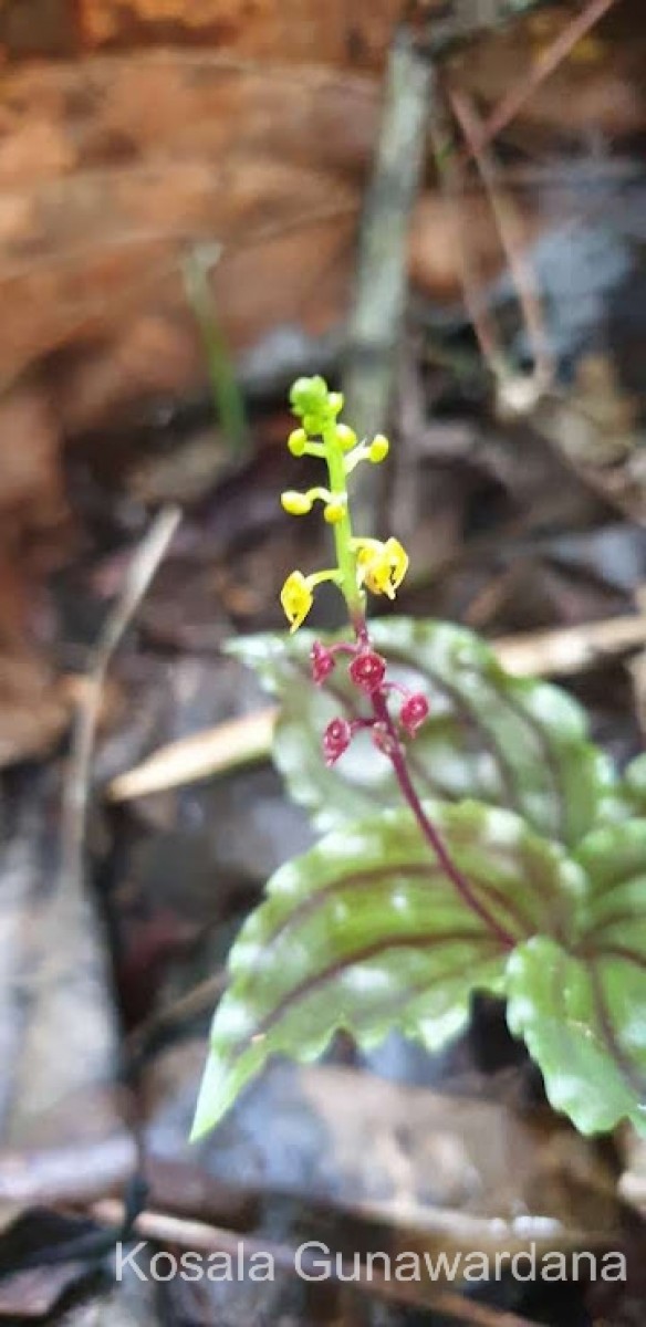 Malaxis discolor (Lindl.) Kuntze