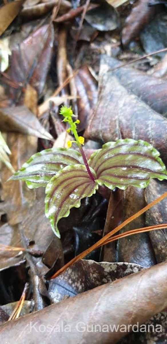 Malaxis discolor (Lindl.) Kuntze