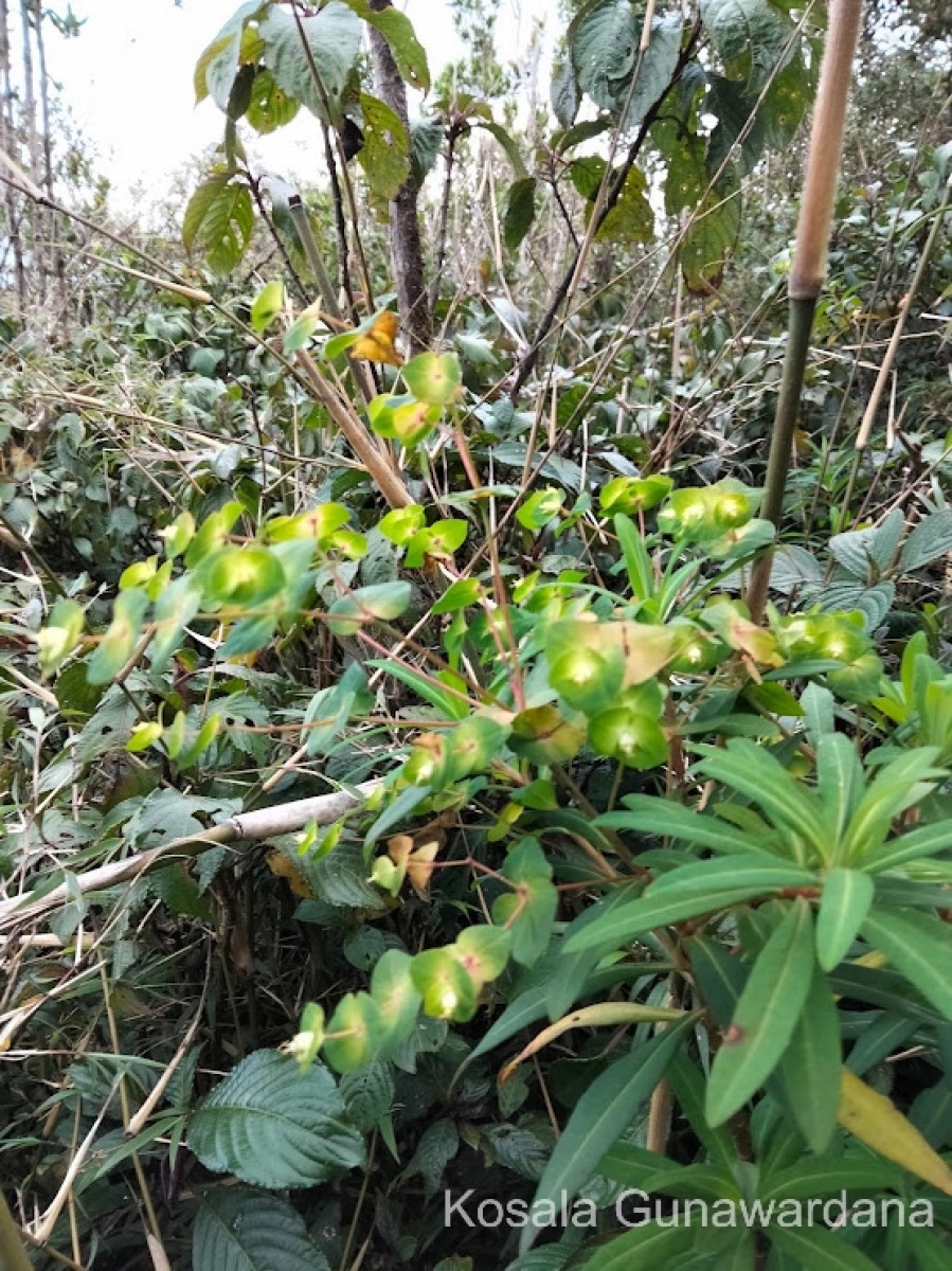 Euphorbia rothiana Spreng.