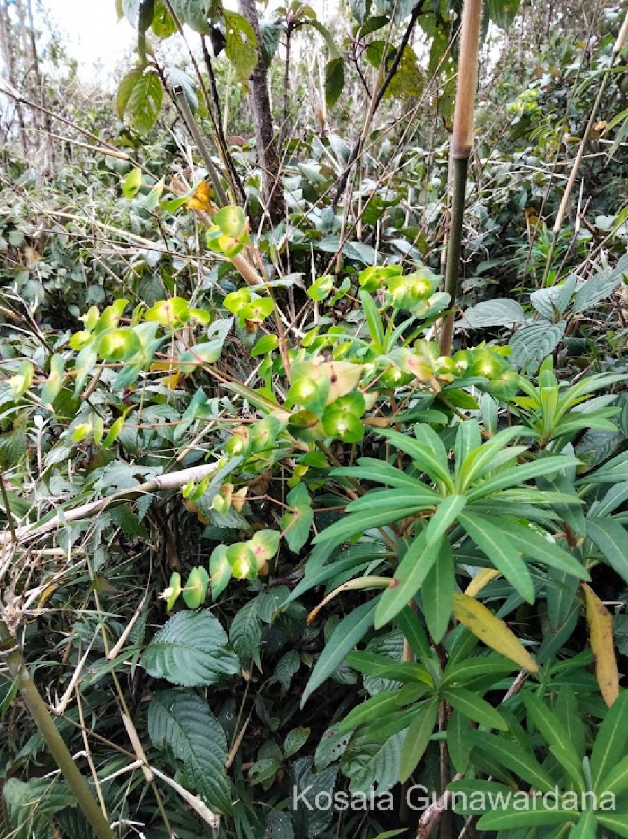 Euphorbia rothiana Spreng.