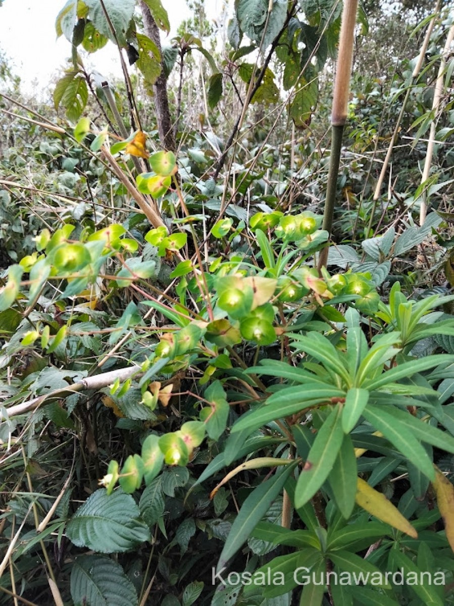 Euphorbia rothiana Spreng.