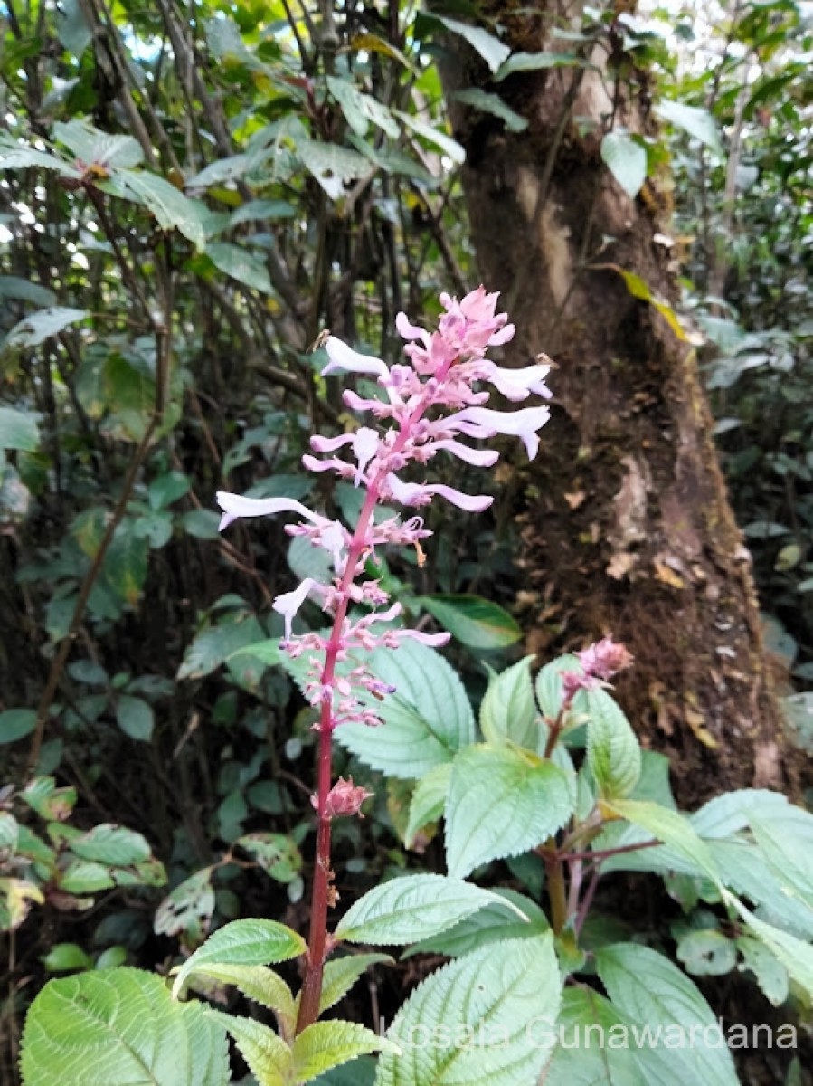 Coleus inflatus Benth.