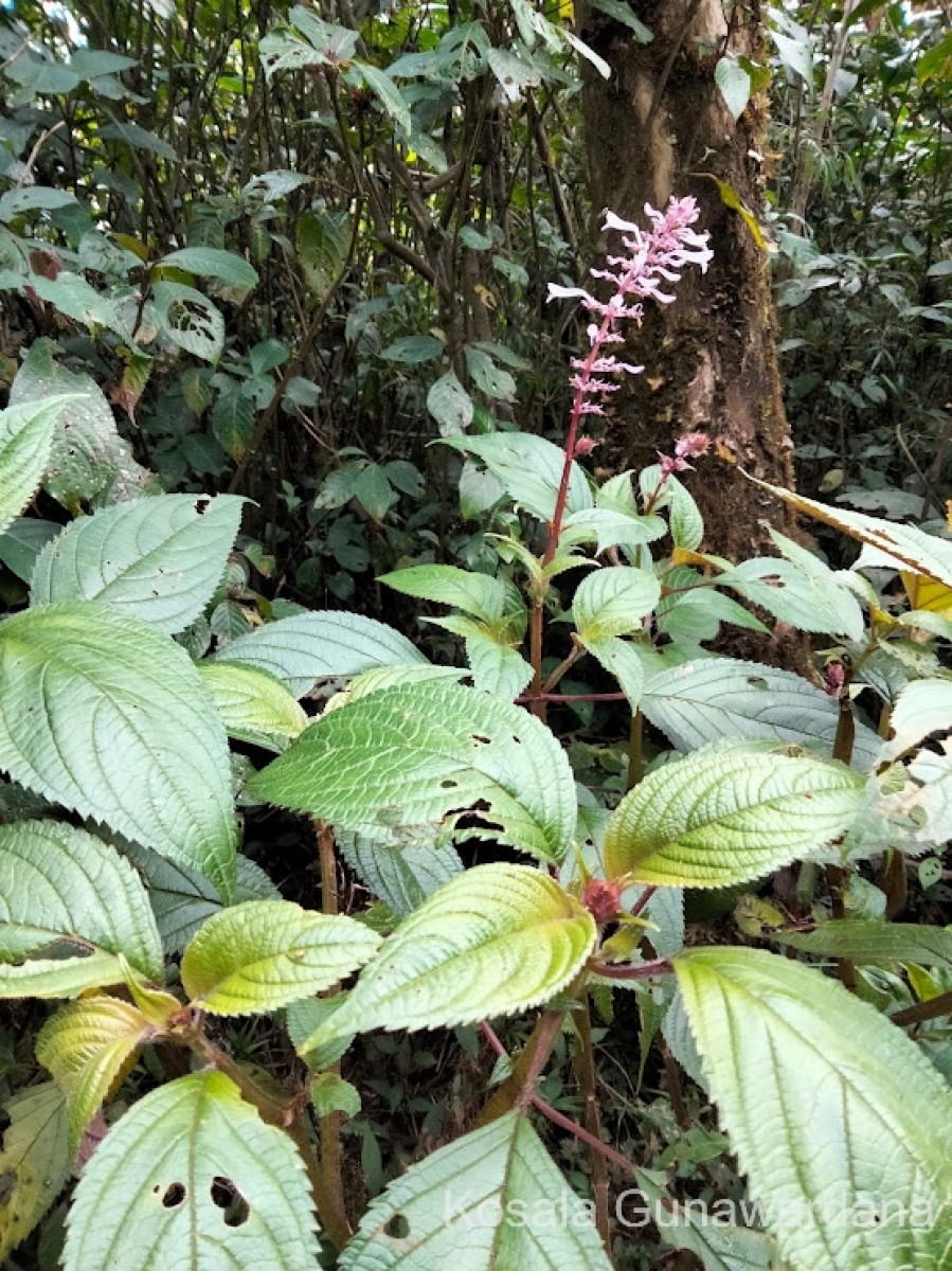 Coleus inflatus Benth.