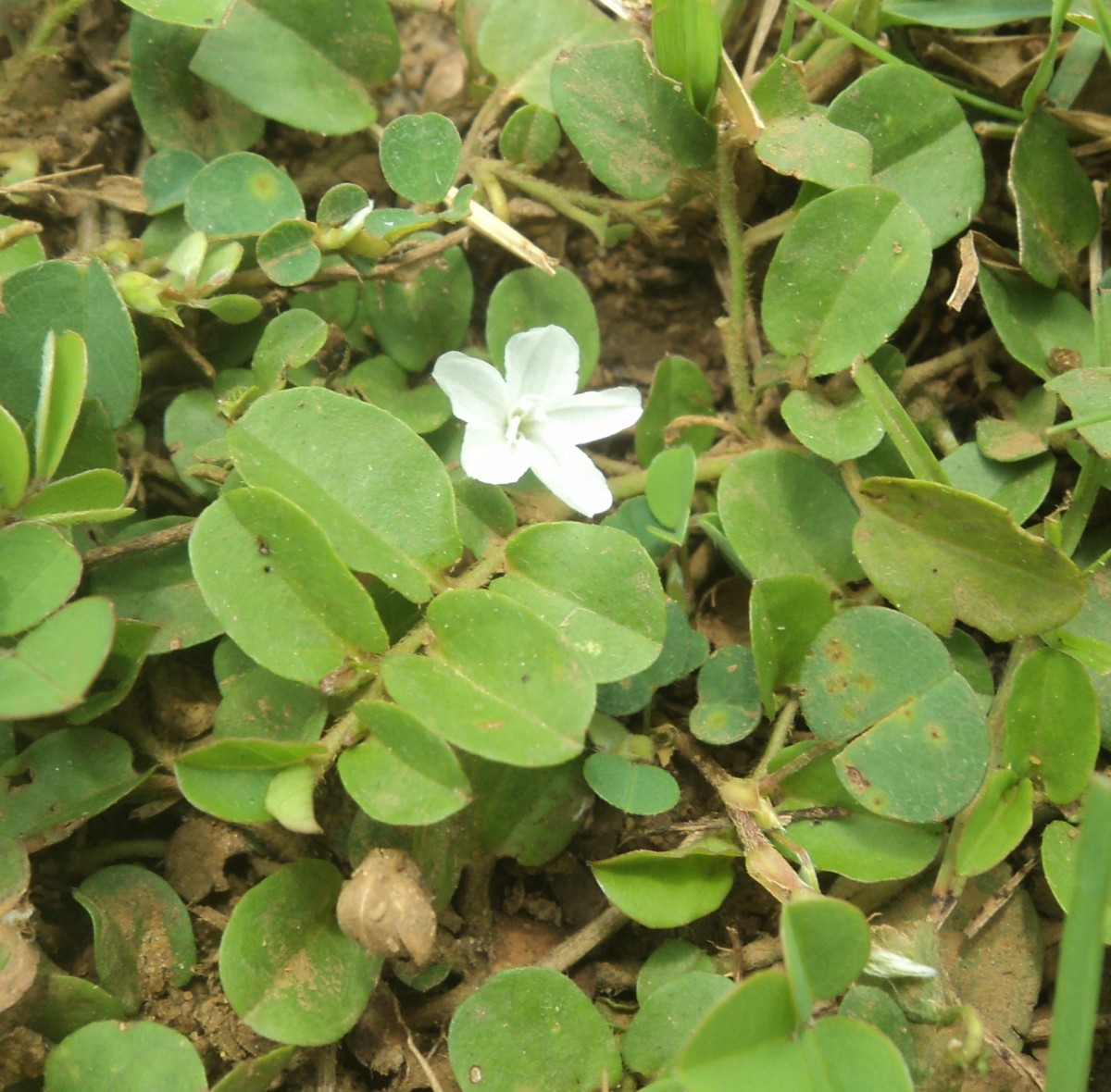 Evolvulus nummularius (L.) L.