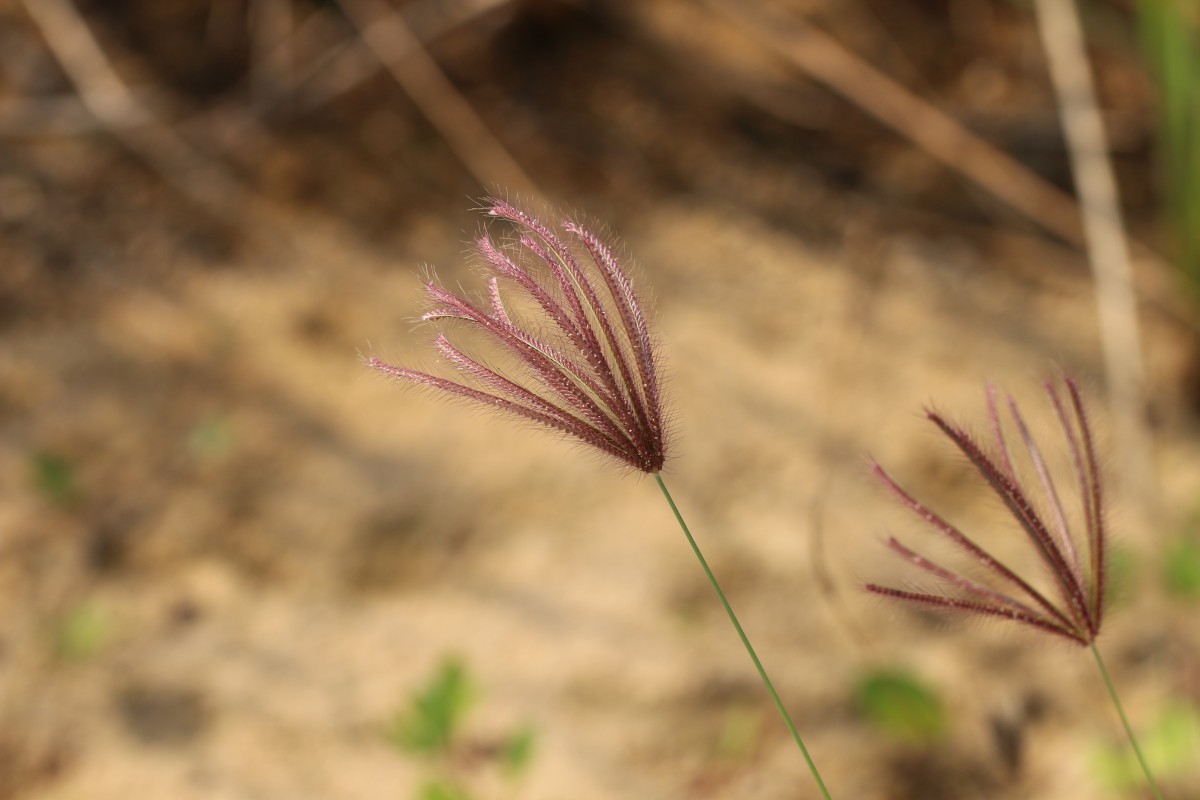 Chloris barbata Sw.