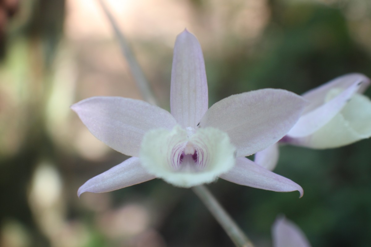 Dendrobium aphyllum (Roxb.) C.E.C.Fisch.