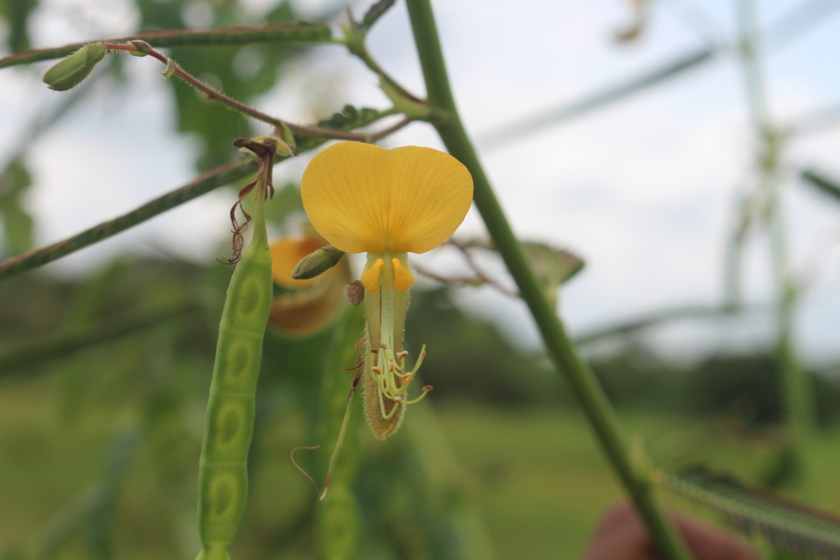 Aeschynomene aspera L.