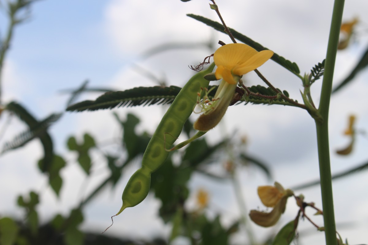 Aeschynomene aspera L.