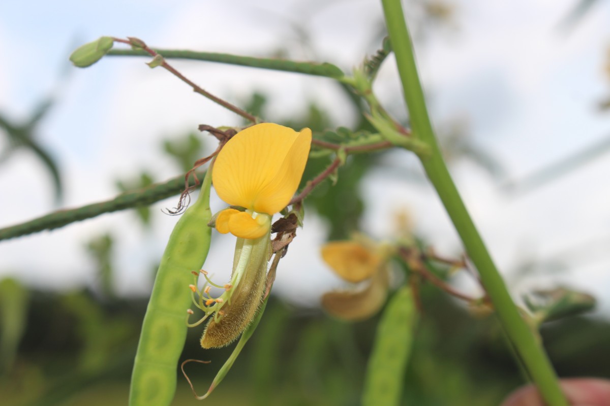 Aeschynomene aspera L.