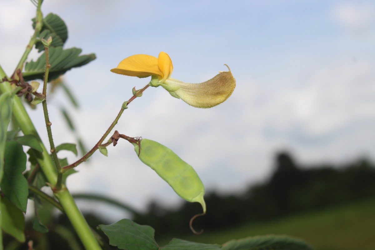 Aeschynomene aspera L.