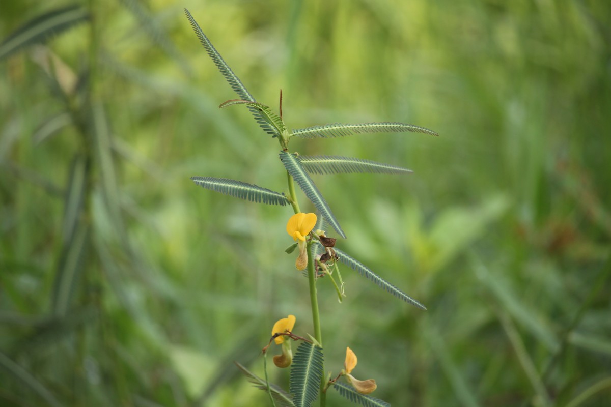 Aeschynomene aspera L.