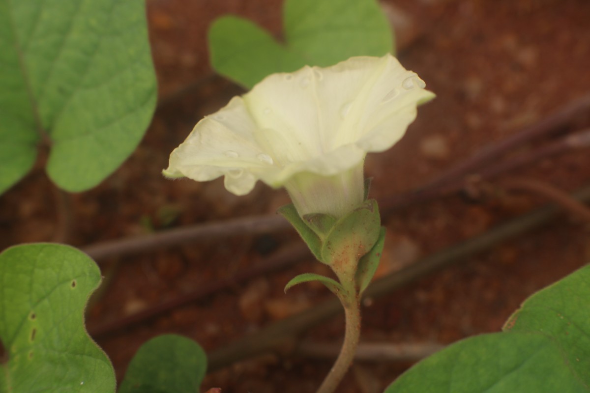 Hewittia malabarica (L.) Suresh