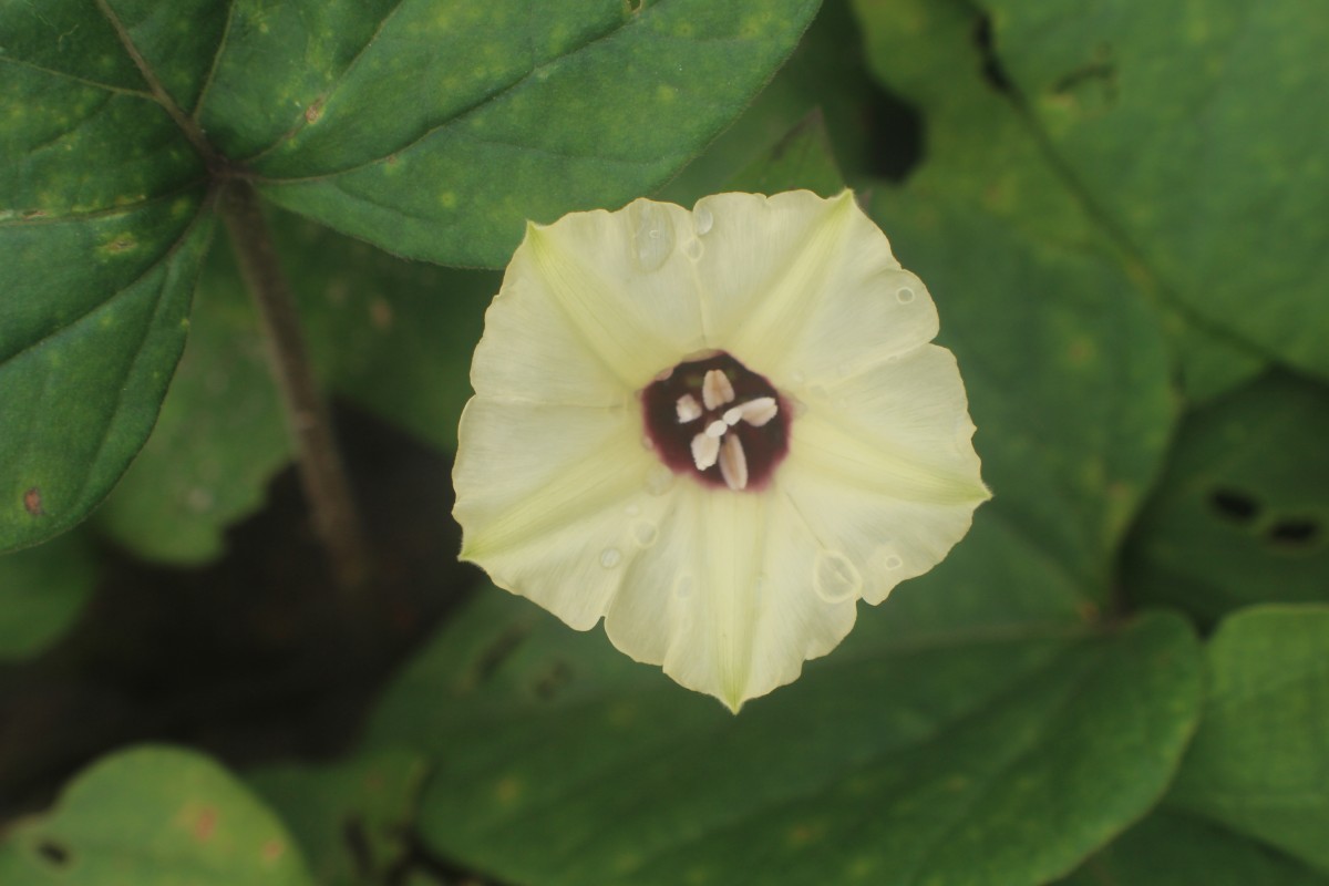 Hewittia malabarica (L.) Suresh