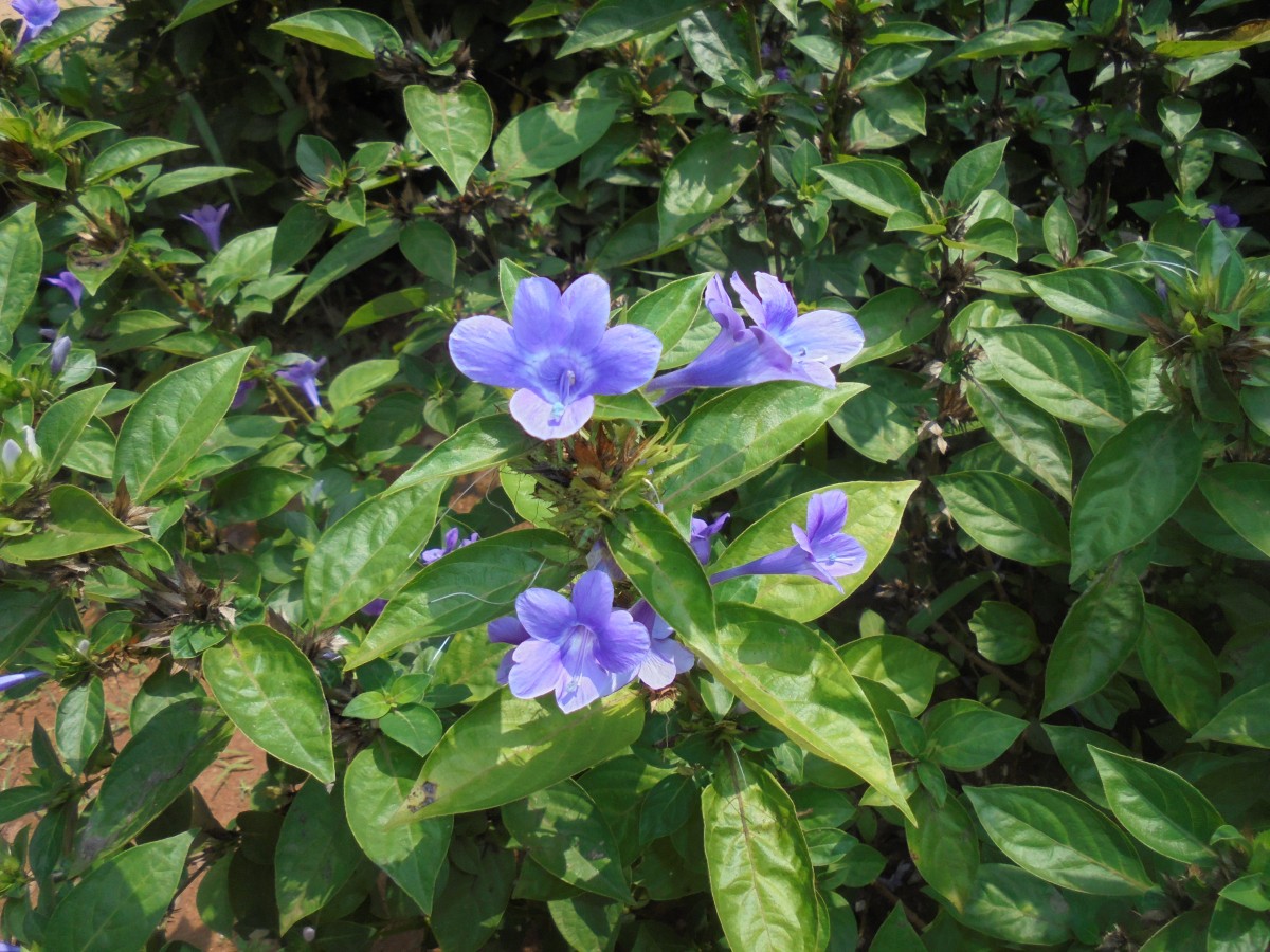 Barleria cristata L.