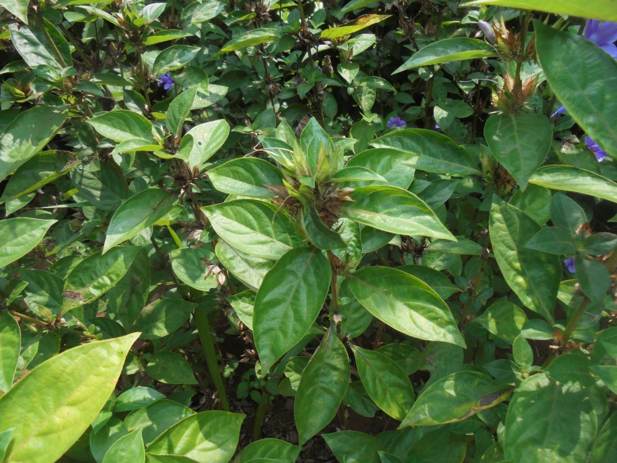 Barleria cristata L.