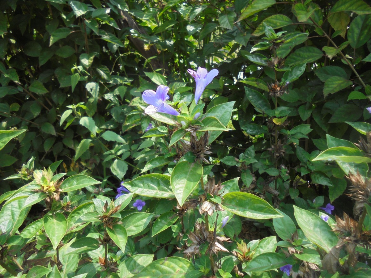 Barleria cristata L.