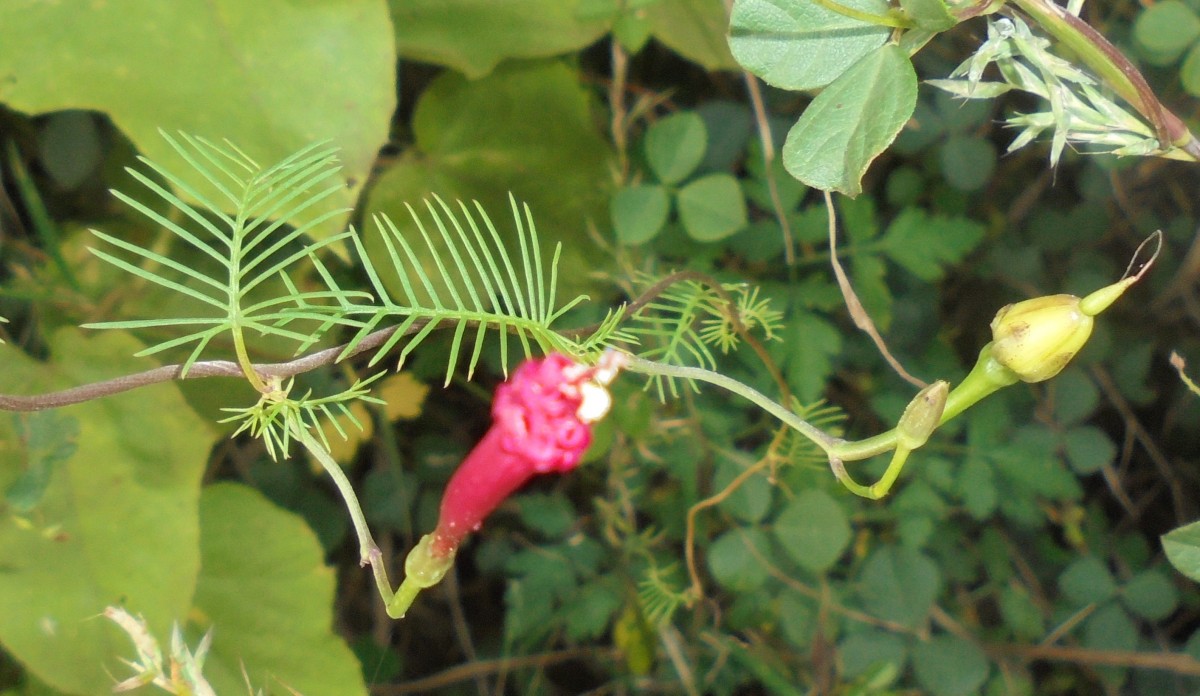 Ipomoea quamoclit L.