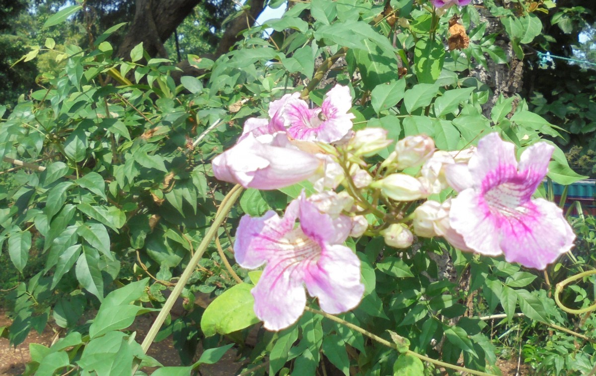 Podranea ricasoliana (Tanfani) Sprague