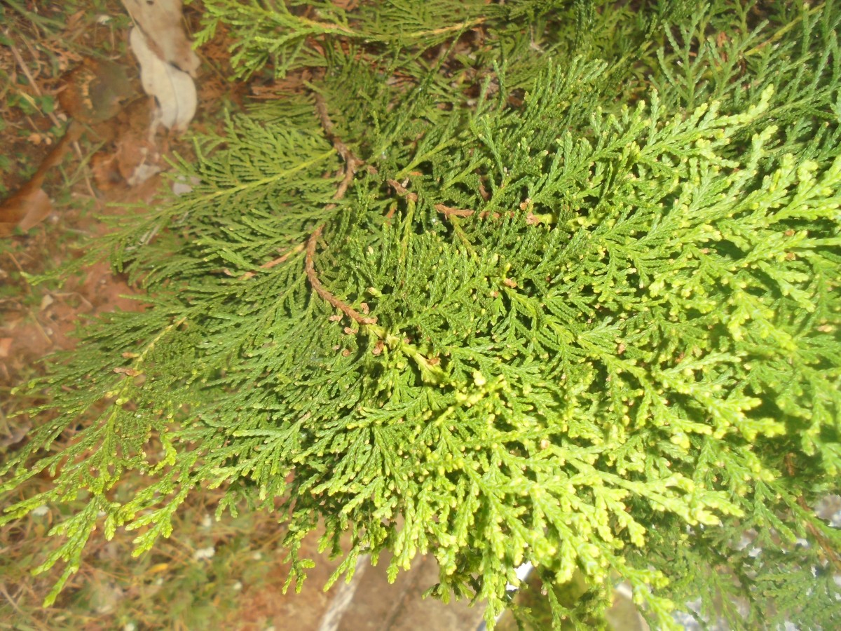 Platycladus orientalis (L.) Franco