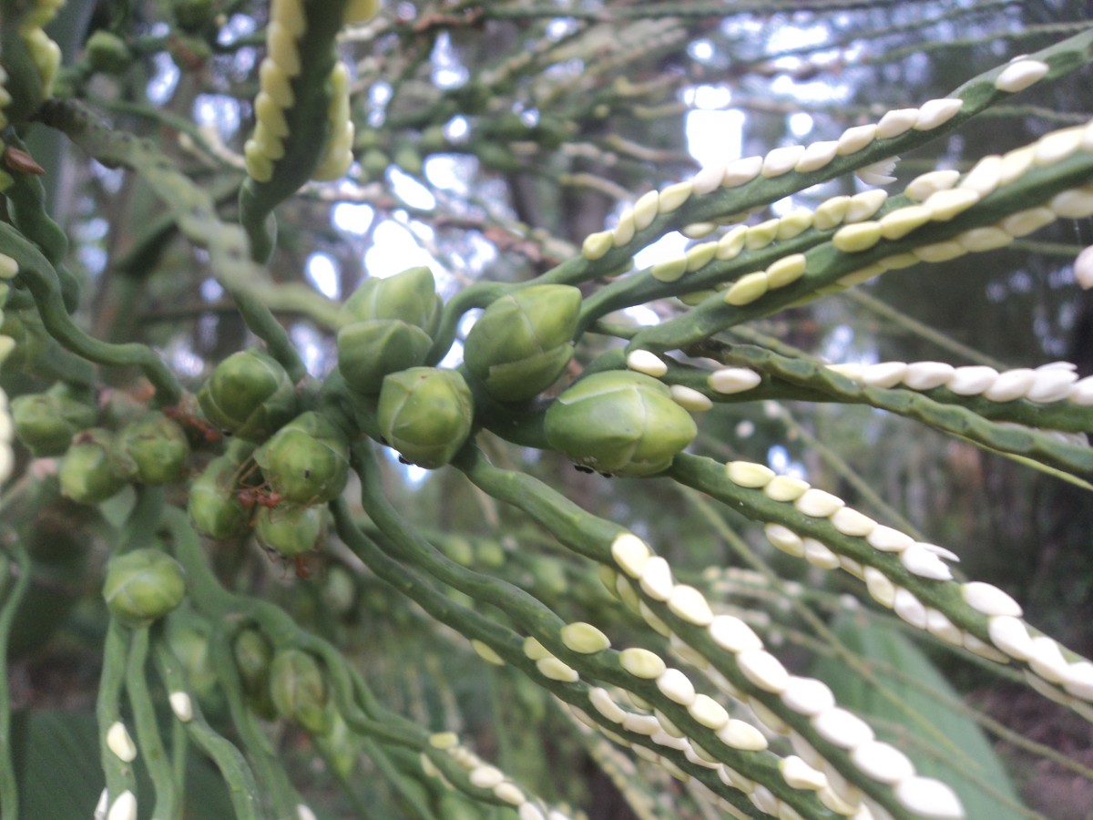 Areca catechu L.