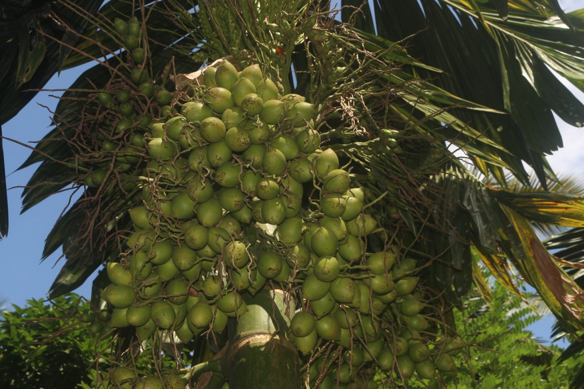 Areca catechu L.