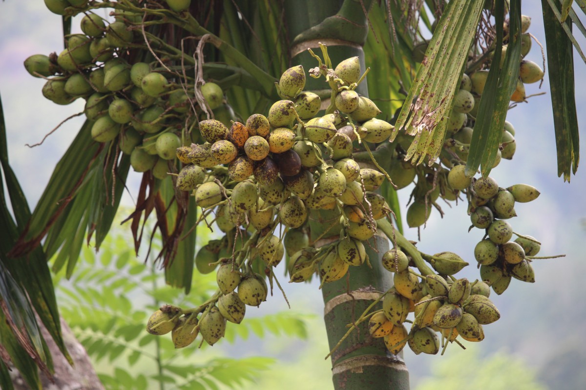 Areca catechu L.