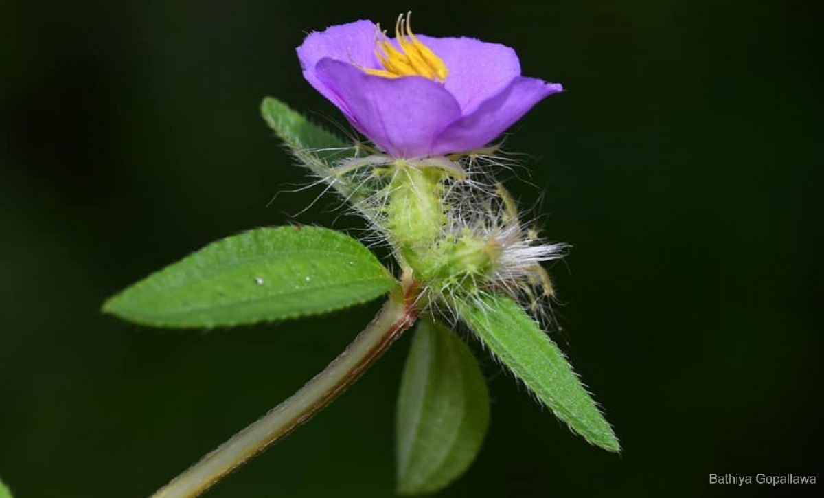 Osbeckia zeylanica L.f.