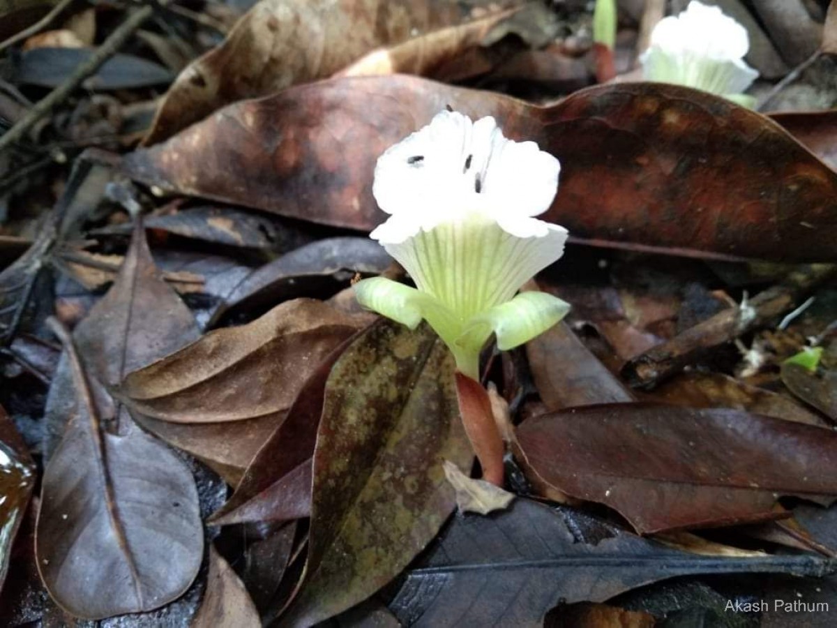 Cyphostigma pulchellum (Thwaites) Benth.