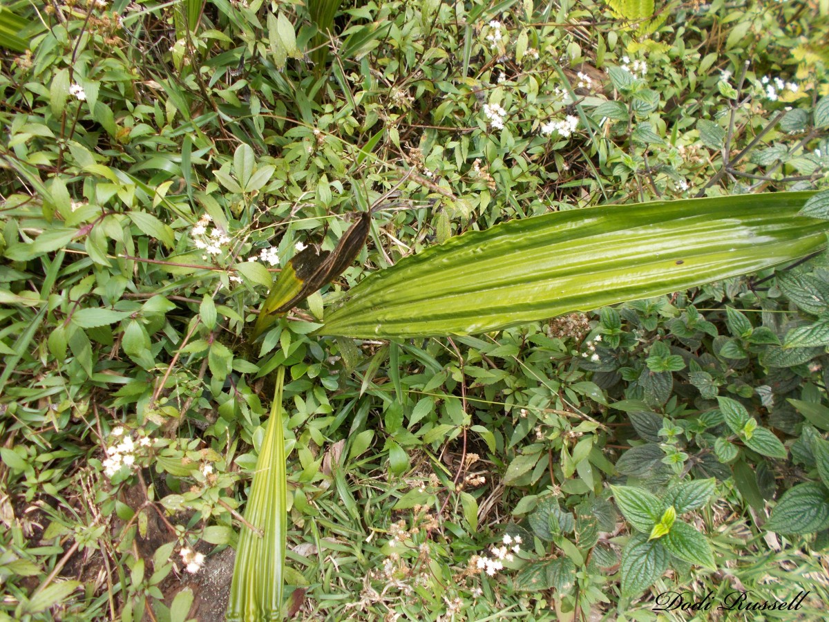 Phaius wallichii Lindl.