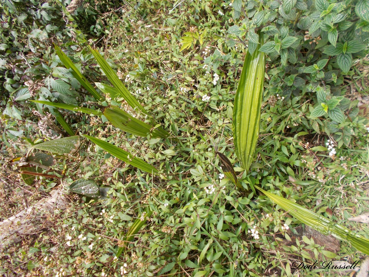 Phaius wallichii Lindl.