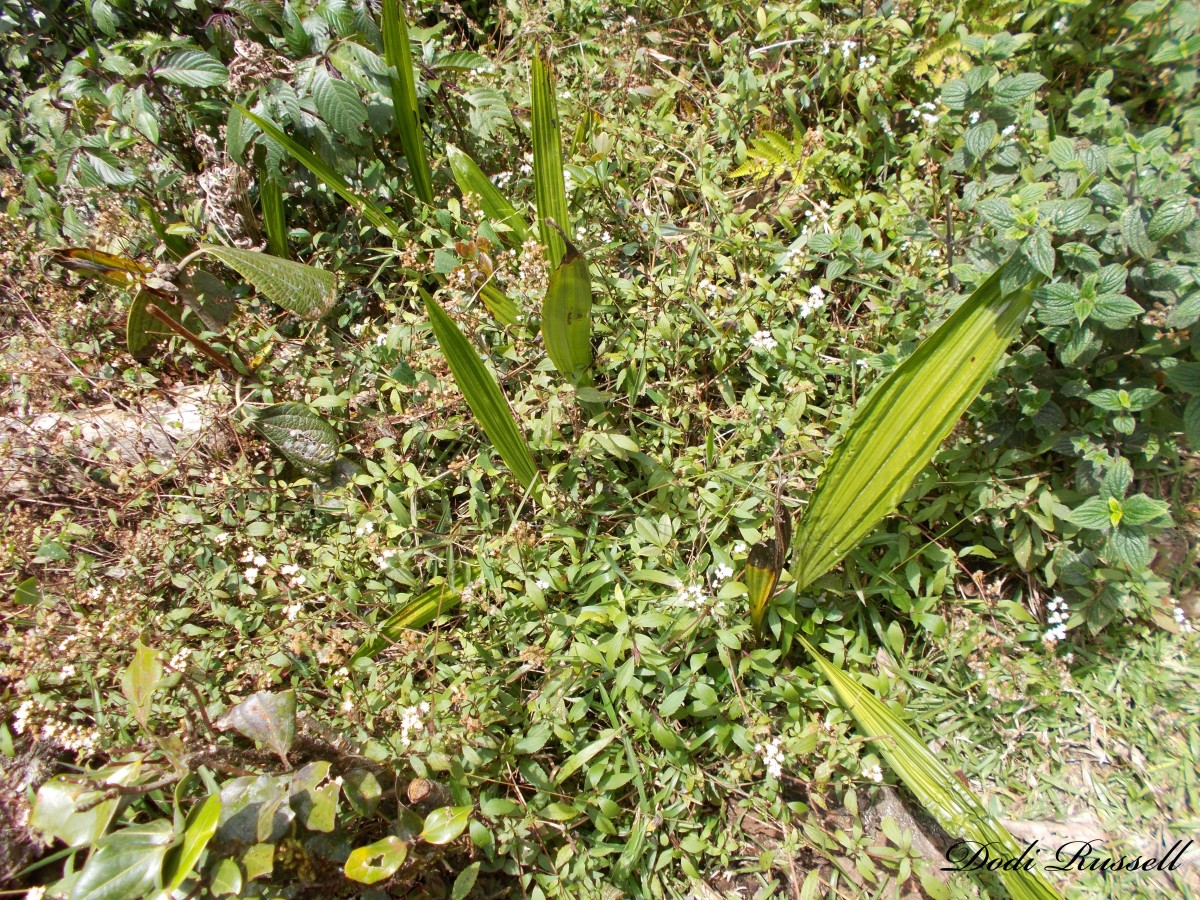 Phaius wallichii Lindl.