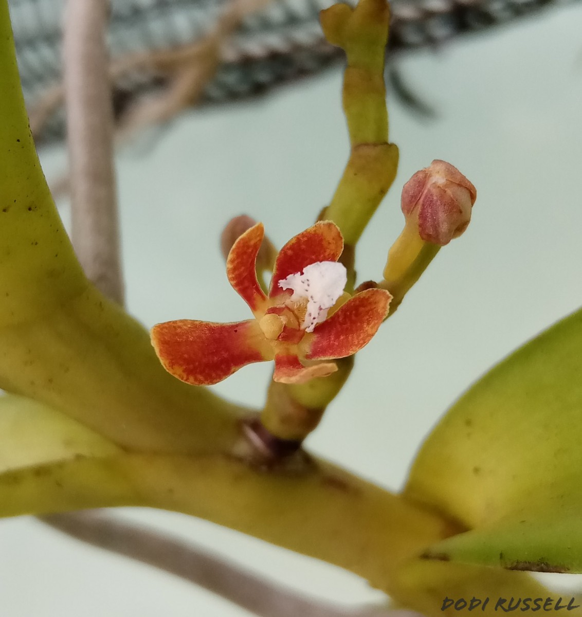 Acampe ochracea (Lindl.) Hochr.