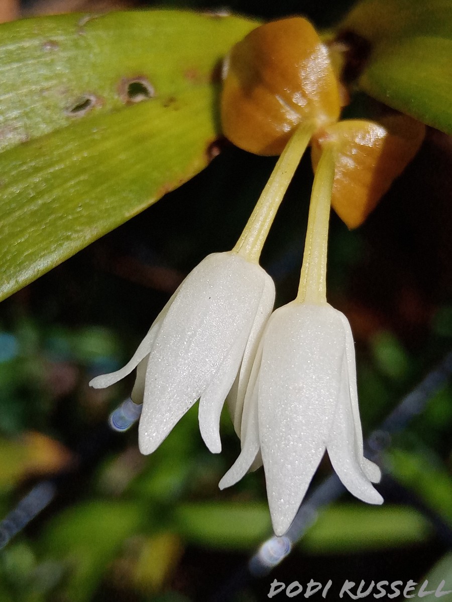 Cylindrolobus lindleyi (Thwaites) Ormerod & C.S.Kumar