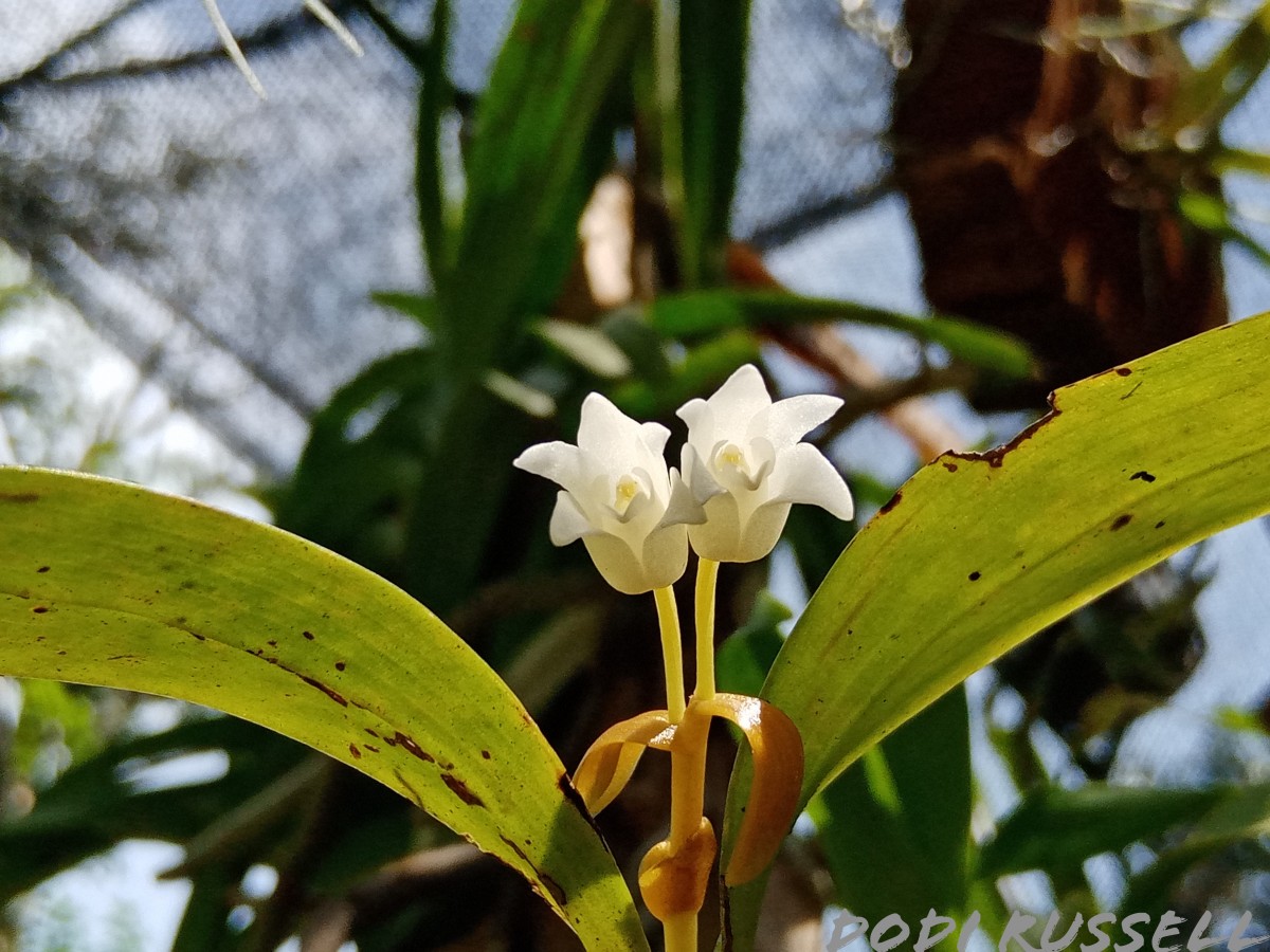 Cylindrolobus lindleyi (Thwaites) Ormerod & C.S.Kumar