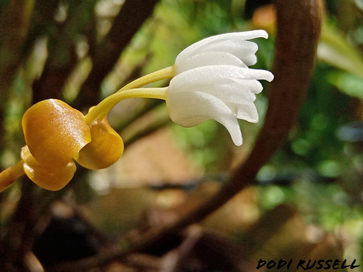 Cylindrolobus lindleyi (Thwaites) Ormerod & C.S.Kumar