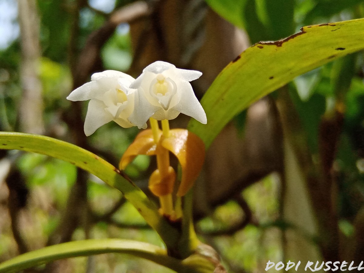 Cylindrolobus lindleyi (Thwaites) Ormerod & C.S.Kumar