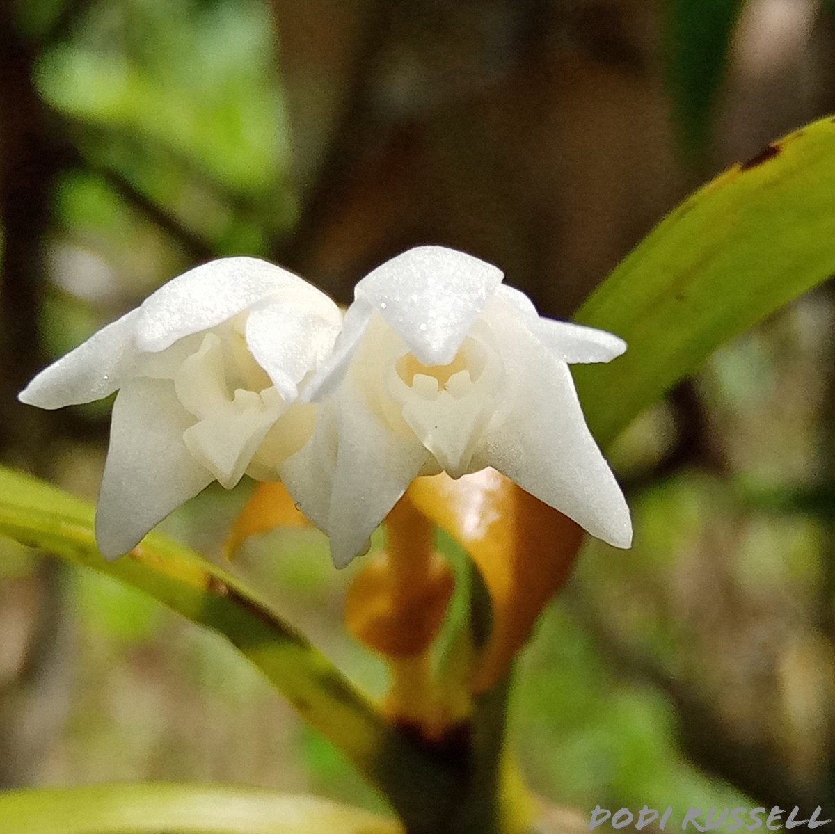 Cylindrolobus lindleyi (Thwaites) Ormerod & C.S.Kumar