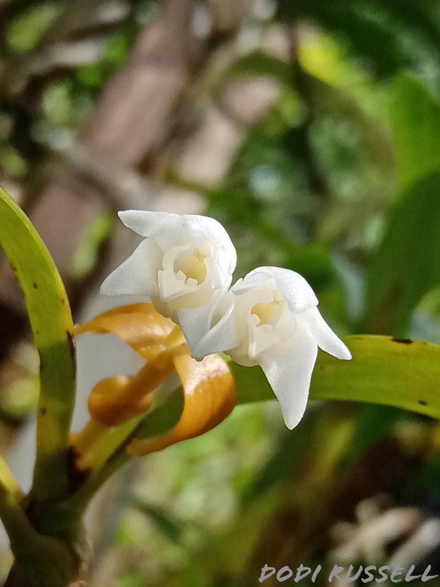 Cylindrolobus lindleyi (Thwaites) Ormerod & C.S.Kumar