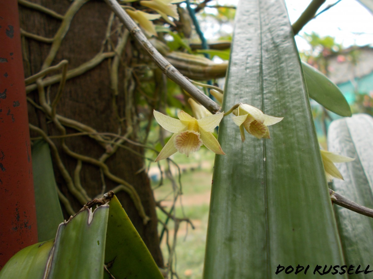 Dendrobium macrostachyum Lindl.