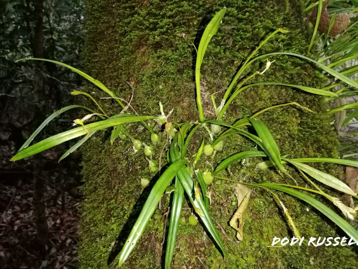 Stichorkis gibbosa (Finet) J.J.Wood