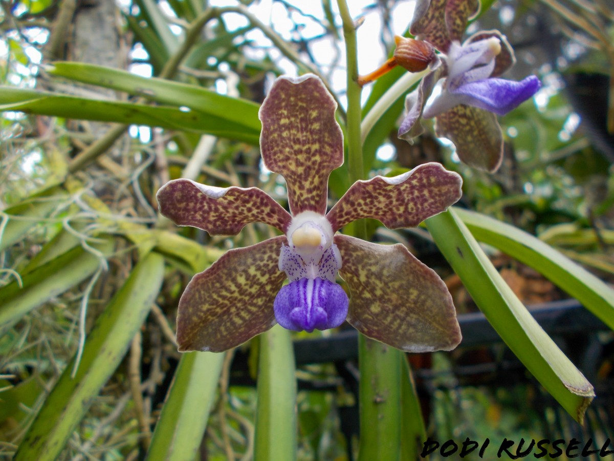 Vanda tessellata (Roxb.) Hook. ex G.Don