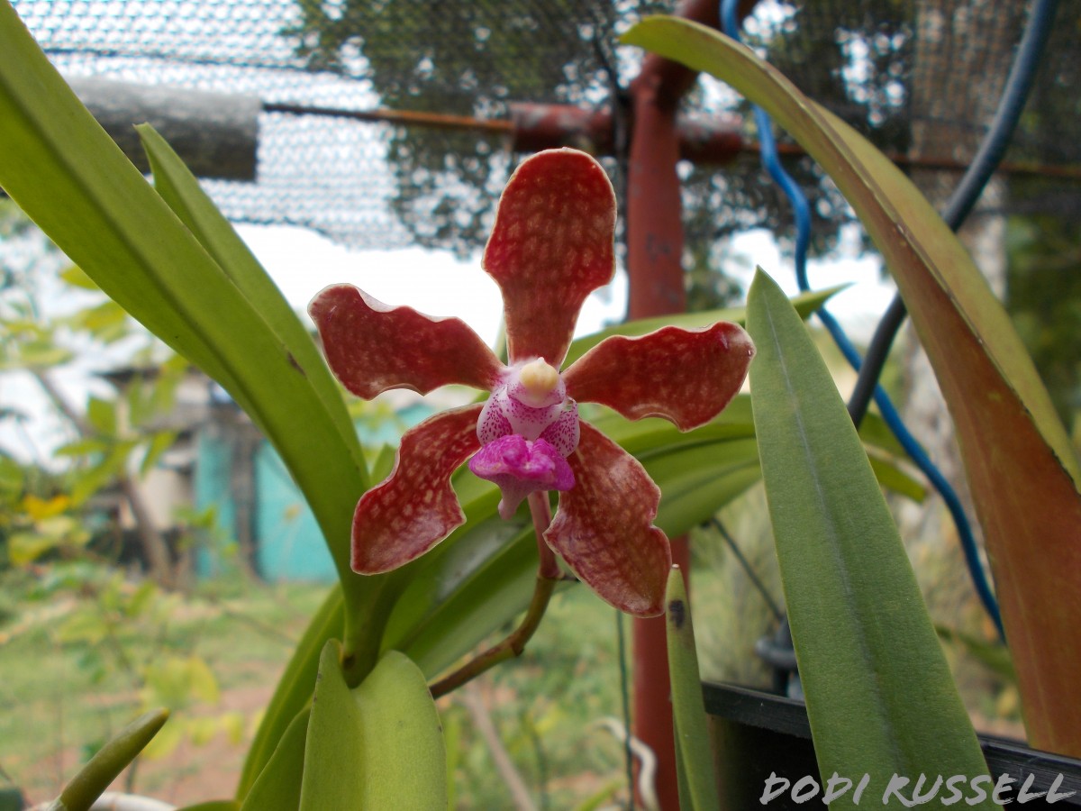 Vanda tessellata (Roxb.) Hook. ex G.Don