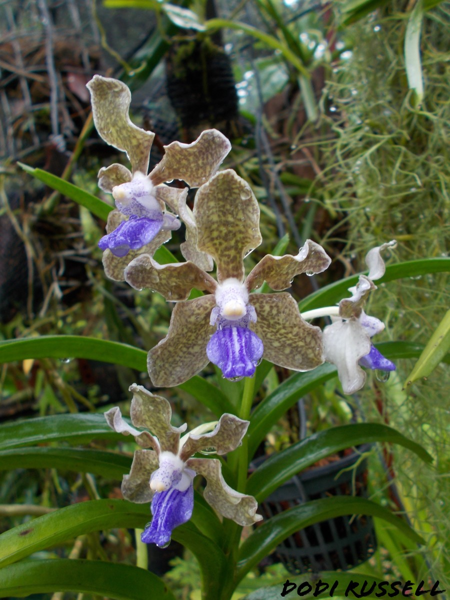 Vanda tessellata (Roxb.) Hook. ex G.Don