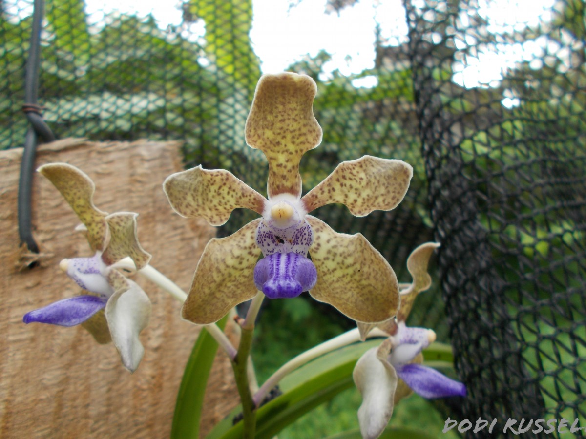 Vanda tessellata (Roxb.) Hook. ex G.Don