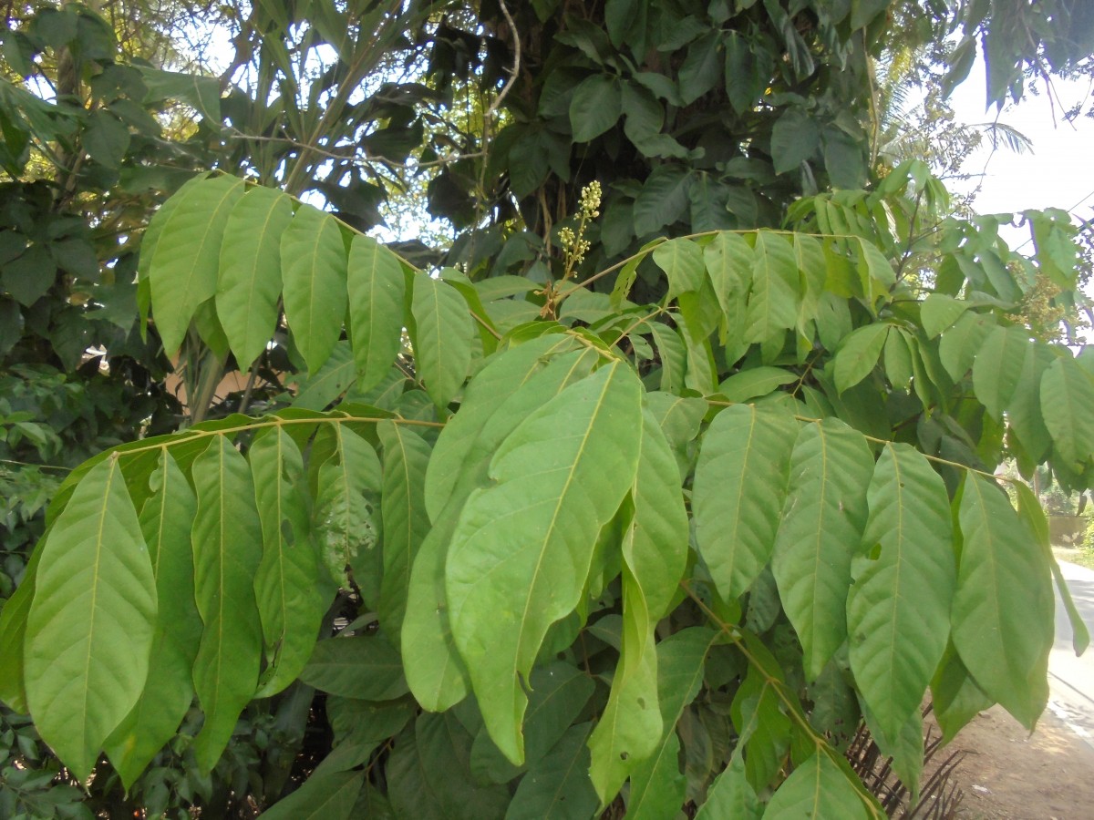 Lepisanthes rubiginosa (Roxb.) Leenh.