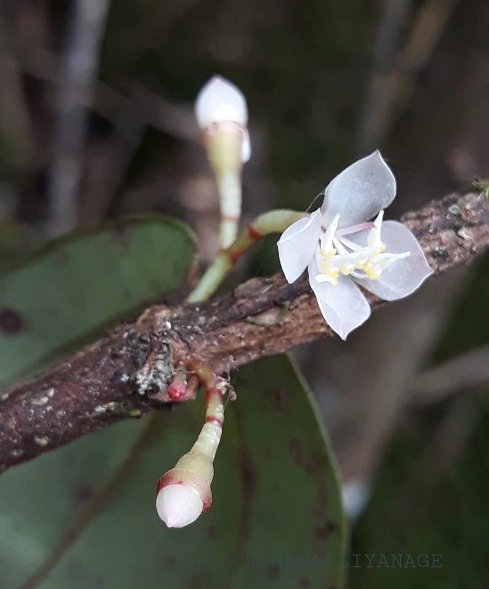 Medinilla maculata Gardner