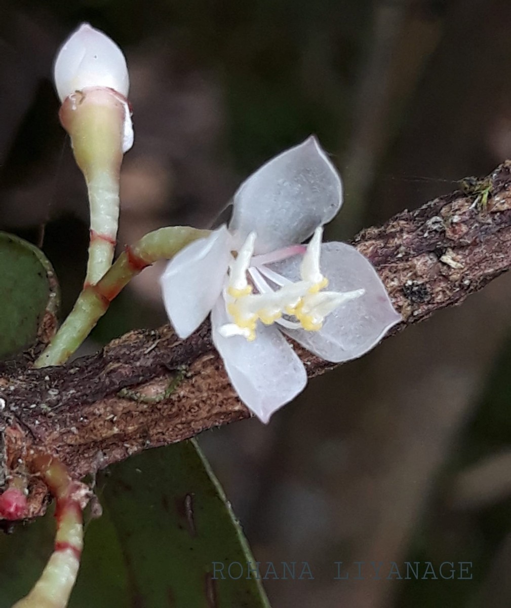 Medinilla maculata Gardner