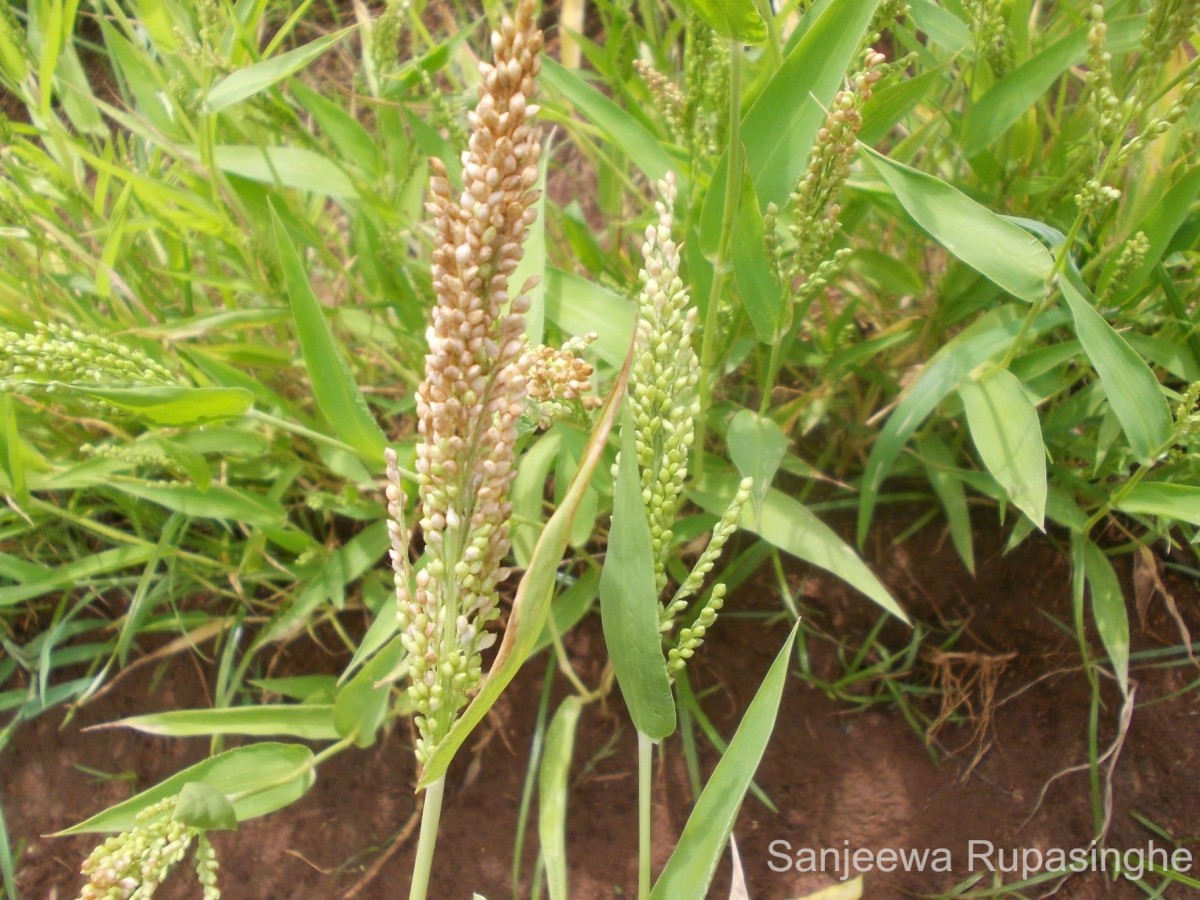 Panicum miliaceum L.