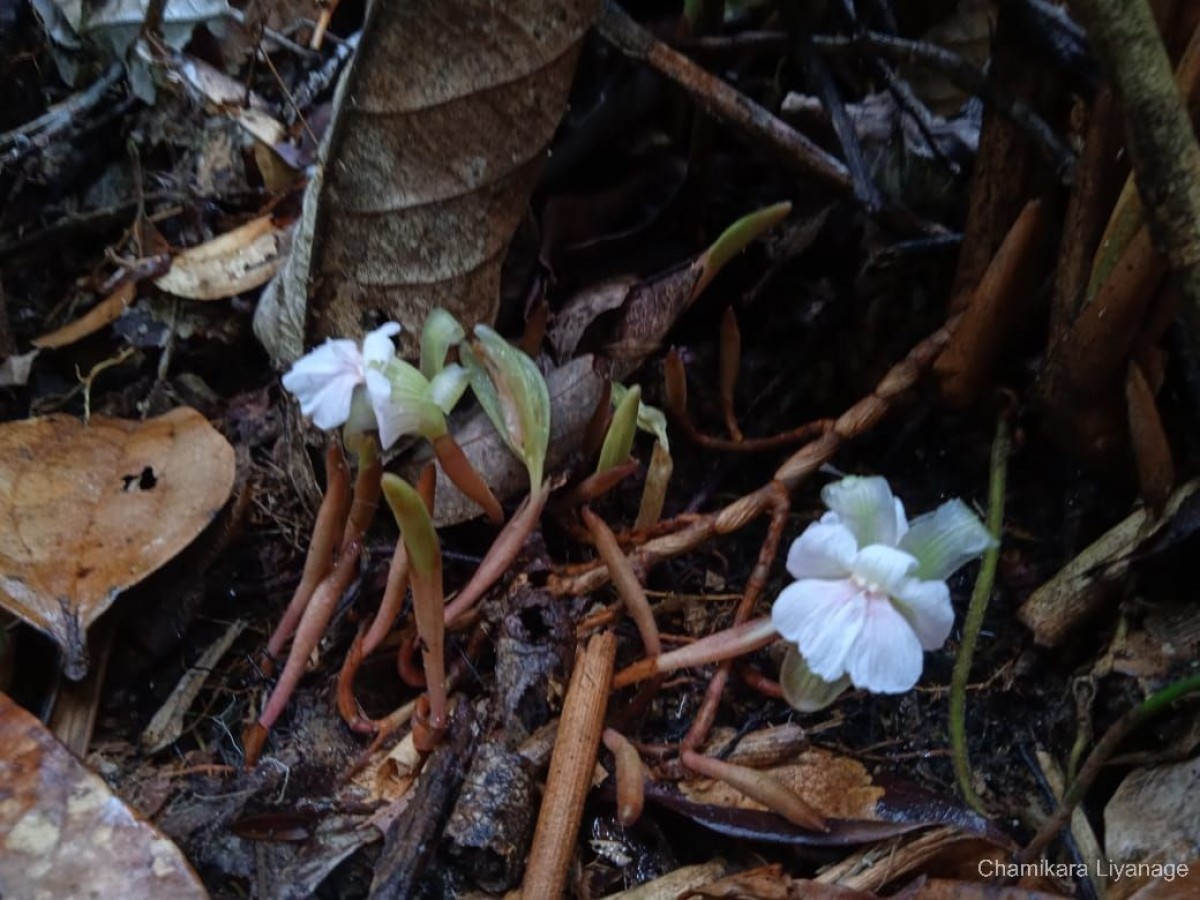 Cyphostigma pulchellum (Thwaites) Benth.